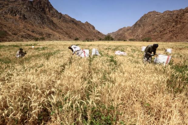 SaudiWheat.4Oct2016.AFP_.jpg