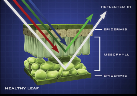 healthy-leaf.png