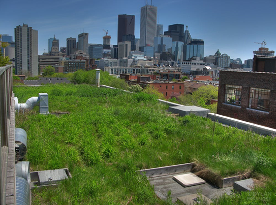 green-roof.png