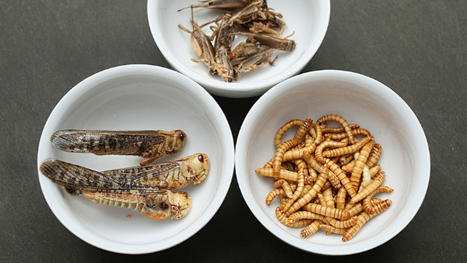 insects-1.png