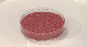lab-grown-meat-1.png
